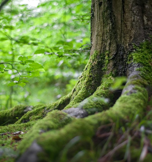 Auszeit, Natur, Reinigung, Burnout